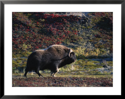A Muskox by Paul Nicklen Pricing Limited Edition Print image