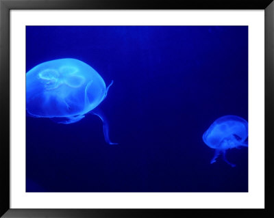Jelly Fish In Tank At Aquadom And Sealife Museum, Mitte, Berlin, Germany by Richard Nebesky Pricing Limited Edition Print image