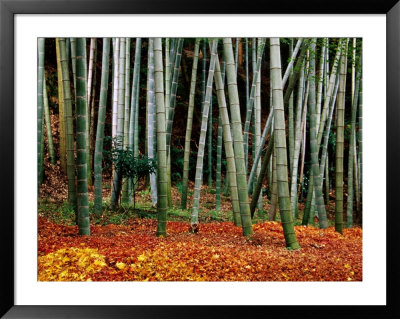 Autumn Leaves On Ground At Saiho-Ji, Kyoto, Japan by Frank Carter Pricing Limited Edition Print image