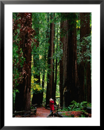 Forest Of Redwood Trees, Muir Woods National Monument, California, Usa by Stephen Saks Pricing Limited Edition Print image