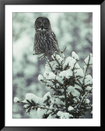 A Great Gray Owl Perches On A Snow-Covered Tree by Tom Murphy Pricing Limited Edition Print image