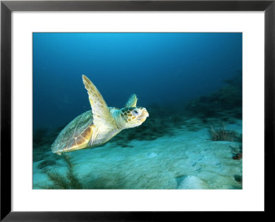 An Endangered Loggerhead Turtle With A Missing Right Rear Flipper by Brian J. Skerry Pricing Limited Edition Print image