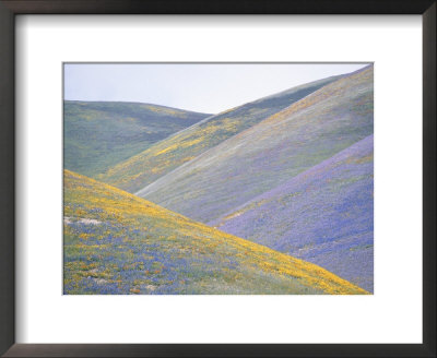 California Poppies, Lupines, And Goldfield Cover Gentle Hillsides by Rich Reid Pricing Limited Edition Print image