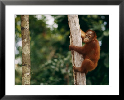 A Bornean Orangutan Baby by Roy Toft Pricing Limited Edition Print image