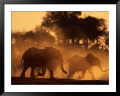 Running Elephants by Beverly Joubert Pricing Limited Edition Print image