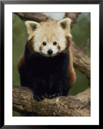 A Nepalese Red Panda Sits On A Tree Branch by Jason Edwards Pricing Limited Edition Print image