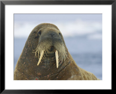 Whiskers And Tusks Adorn The Face Of An Adult Atlantic Walrus by Norbert Rosing Pricing Limited Edition Print image