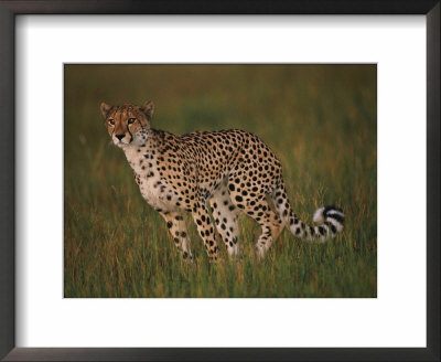 A Portrait Of A Wild African Cheetah by Chris Johns Pricing Limited Edition Print image