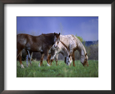 Horses Grazing In Field by Kathy Heister Pricing Limited Edition Print image