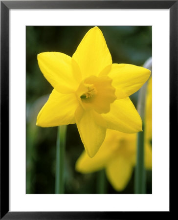 Narcissus, Sweetness (Daffodil), Joniquilla And Apodanthus Group by Mark Bolton Pricing Limited Edition Print image