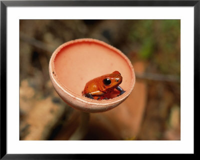 A Strawberry Poison Dart Frog Sits Inside A Mushroom by Roy Toft Pricing Limited Edition Print image