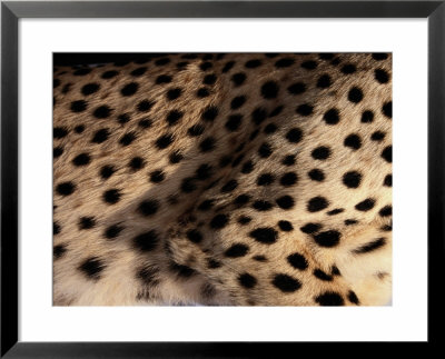 A Close View Of An African Cheetahs Spotted Fur by Chris Johns Pricing Limited Edition Print image