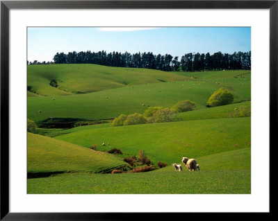Farmland Near Clinton, New Zealand by David Wall Pricing Limited Edition Print image