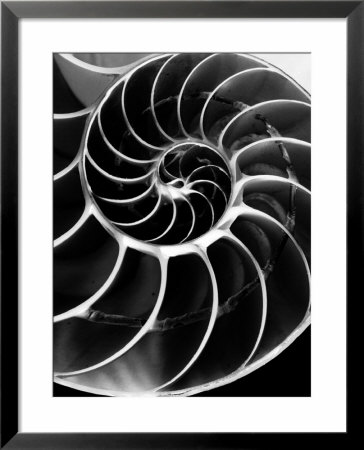 Chambered Nautilus Shell by Andreas Feininger Pricing Limited Edition Print image