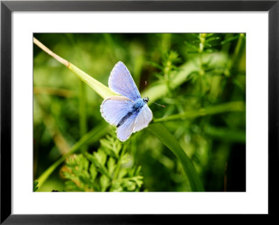 Common Blue Butterfly On Yellow Rattle, West Bershire, Uk by Philip Tull Pricing Limited Edition Print image