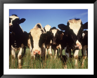 Jersey Cows, Wi by Mark Gibson Pricing Limited Edition Print image