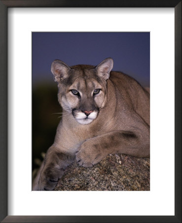 Mountain Lion On Rock At Dusk, Felis Concolor by Robert Franz Pricing Limited Edition Print image