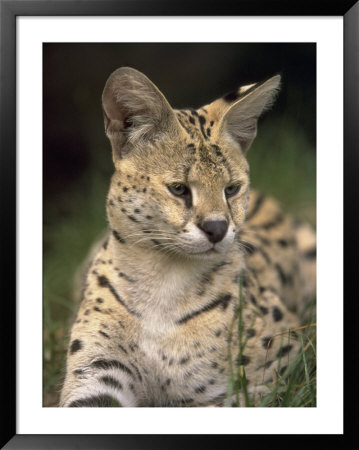 Serval (Felis Serval) by David Davis Pricing Limited Edition Print image