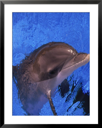 Dolphin In Pool by Stewart Cohen Pricing Limited Edition Print image
