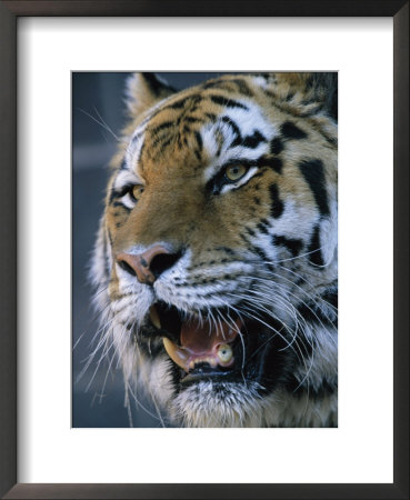 A Portrait Of Khuntami, A Male Siberian Tiger by Joel Sartore Pricing Limited Edition Print image