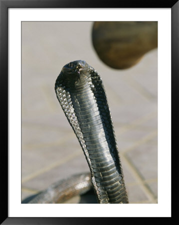 A Snake Charmer Steadies A Deadly Snake by Heather Perry Pricing Limited Edition Print image