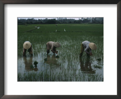 Women In Conical Hats Plant Young Rice Plants In Rice Paddies by Eightfish Pricing Limited Edition Print image
