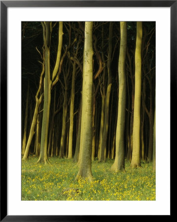Woodland Scene, Jasmund National Park, Germany by Norbert Rosing Pricing Limited Edition Print image