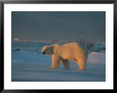 A Polar Bear (Ursus Maritimus) Walks In The Wild by Norbert Rosing Pricing Limited Edition Print image