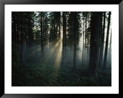Once And Future Forest, The Lady Bird Johnson Grove Is Sprayed By Sunlight In Redwood National Park by James P. Blair Pricing Limited Edition Print image