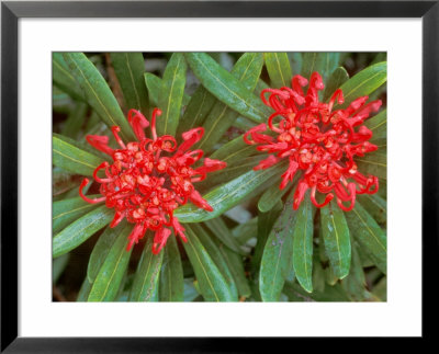 Waratah, Walls Of Jerusalem National Park, Tasmania, Australia by Rob Tilley Pricing Limited Edition Print image