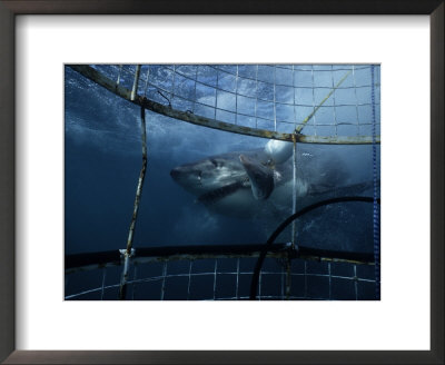 Great White Shark, Eating Bait, S. Africa by Gerard Soury Pricing Limited Edition Print image