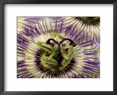 Passiflora Caerulea Close-Up Of Flowers by Juliet Greene Pricing Limited Edition Print image