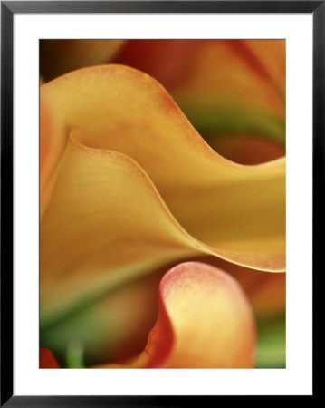 Zantedeschia (Calla Lily), Close-Up Of Orange Flower by Fiona Mcleod Pricing Limited Edition Print image