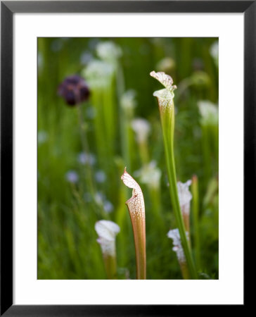Pitcher Plants At The Atlanta Botanical Garden by Joel Sartore Pricing Limited Edition Print image