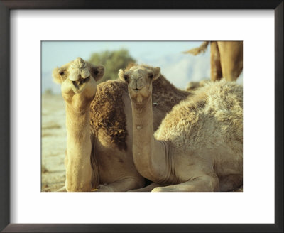 Pair Of Dromedary Camels by James L. Stanfield Pricing Limited Edition Print image