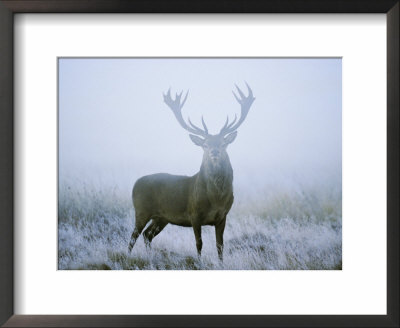 Red Deer (Cervus Elaphus) Stag At Dawn During Rut In September, Uk, Europe by David Tipling Pricing Limited Edition Print image