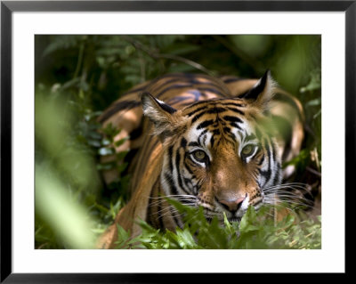 Female Indian Tiger At Samba Deer Kill, Bandhavgarh National Park, India by Thorsten Milse Pricing Limited Edition Print image