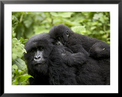 Adult Female Mountain Gorilla With Infant Riding On Her Back, Amahoro A Group, Rwanda, Africa by James Hager Pricing Limited Edition Print image