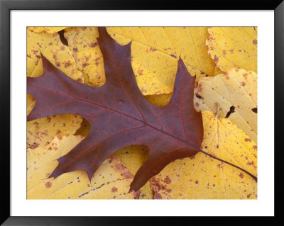 Northern Red Oak Leaf In Fall, Sandy Point Trail, New Hampshire, Usa by Jerry & Marcy Monkman Pricing Limited Edition Print image