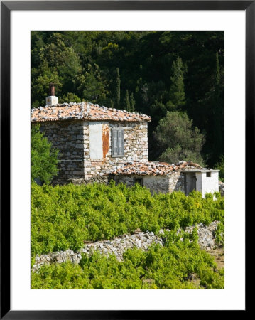Vineyard, Vourliotes, Samos, Aegean Islands, Greece by Walter Bibikow Pricing Limited Edition Print image