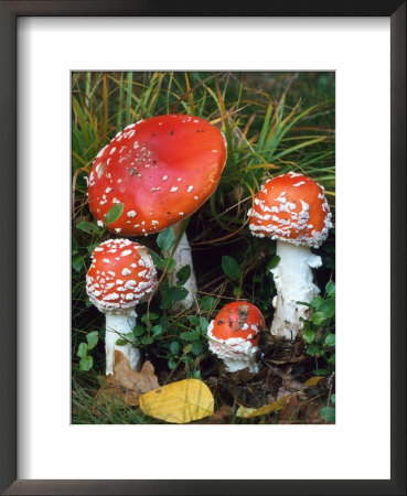 Fly Agaric Toadstools (Amanita Muscaria) Europe by Reinhard Pricing Limited Edition Print image