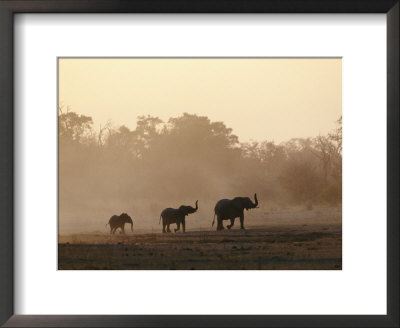 Two African Elephant Bulls Smelling With Their Trunks by Beverly Joubert Pricing Limited Edition Print image