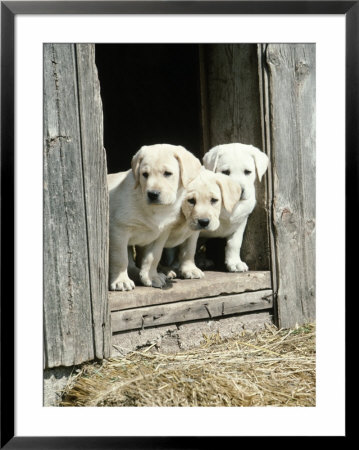 Three Yellow Labrador Retriever Puppies by Gregory Baker Pricing Limited Edition Print image