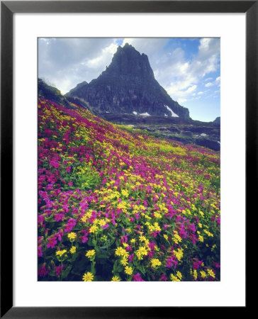 Wildflowers In Summer, Glacier National Park, Montana, Usa by Christopher Talbot Frank Pricing Limited Edition Print image