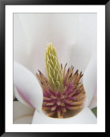 Magnolia Tree Flower Close-Up In The Japanese Gardens At The Washington Park Arboretum, Seattle by Dennis Flaherty Pricing Limited Edition Print image