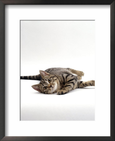 Domestic Cat Kitten Lying On Side by Jane Burton Pricing Limited Edition Print image
