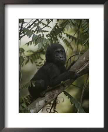 A Portrait Of An Orphaned Gorilla Living At A Gorilla Sanctuary by Michael Nichols Pricing Limited Edition Print image