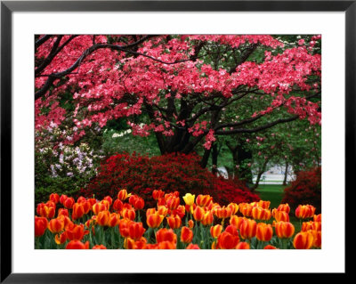 Spring Flowers On Capitol Hill, Washington Dc, Usa by Rick Gerharter Pricing Limited Edition Print image