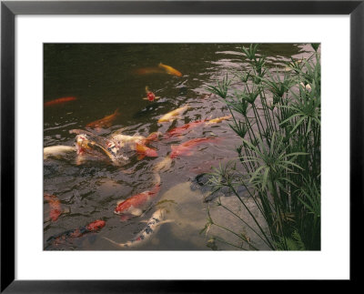 Koi Fish Feed At The Morikami Museum And Japanese Gardens by Nadia M. B. Hughes Pricing Limited Edition Print image