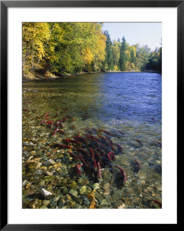 Red Salmon, Also Known As Sockeye Salmon, Swim In A Large Group by Paul Nicklen Pricing Limited Edition Print image